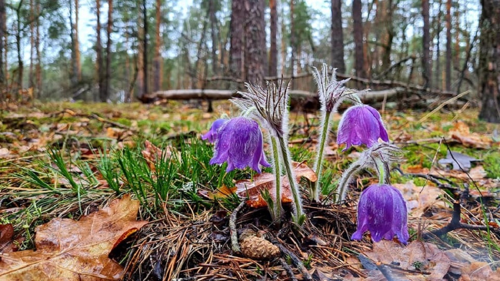 Фото заповедника брянский лес