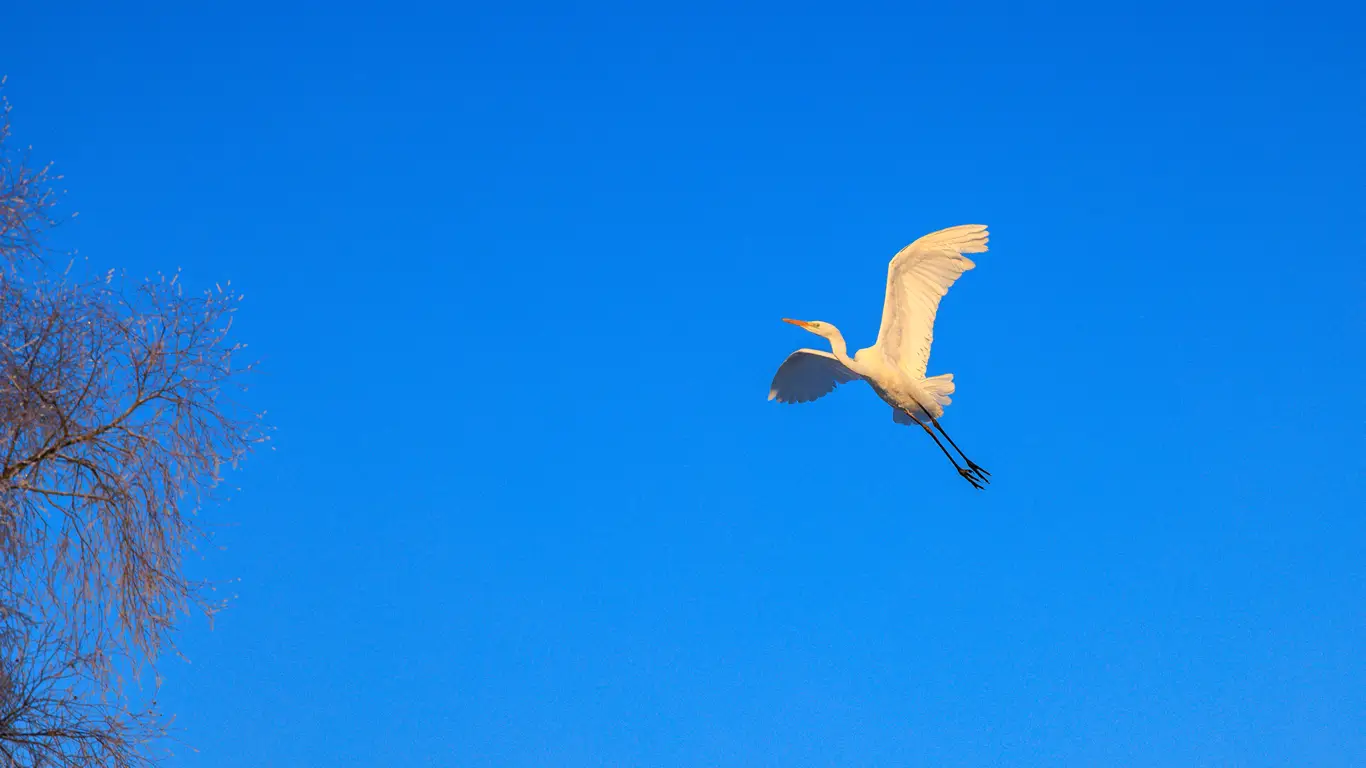 Белая цапля